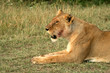 Lion (Panthera leo), Masai Mara Game Reserve, Kenya