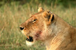 Lion (Panthera leo), Masai Mara Game Reserve, Kenya