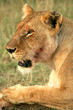 Lion (Panthera leo), Masai Mara Game Reserve, Kenya