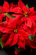 Poinsettia Plant