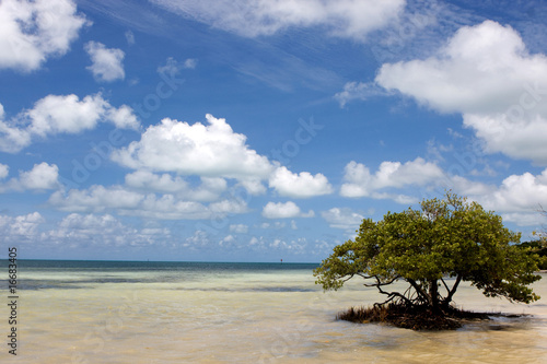 Photo: Lone Mangrove Tree Lone Mangrove Tree