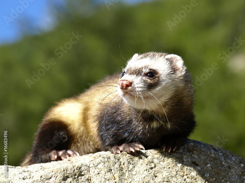 Photo: furet furet