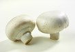 champignon weiß 2