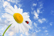 Ladybug is sitting on camomile against sky Ladybug is sitting on camomile against sky