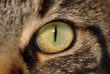 l'oeil d'un chat