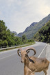 Rock goat crossing a highway across mountain, Salerno, Italy
