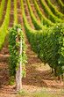 Images : Vendange et vignes