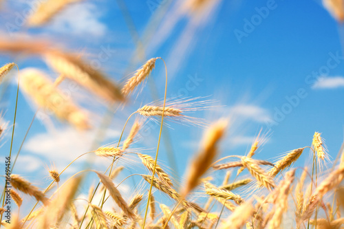 Golden ears of a rye Golden ears of a rye