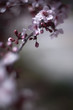 plum tree blossoms in spring time plum tree blossoms in spring time