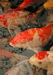 koi carps