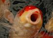 Koi carp