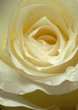 White rose