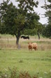 lorraine 5 lorraine 5