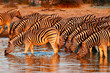 Zebras am Wasserloch im Etosha Nationalpark, Namibia Zebras am Wasserloch im Etosha Nationalpark, Namibia