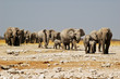 Elefanten im Etosha Nationalpark, Namibia Elefanten im Etosha Nationalpark, Namibia