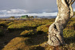 The nordic birch and a tent