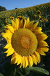 Campo di girasoli