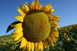Campo di girasoli
