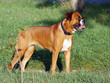 My dog Marta