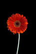 Gerbera daisy