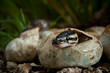 Ball Python Hatchling