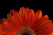 water drops
