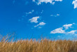 Field of a grass against the blue sky with white clouds Field of a grass against the blue sky with white clouds