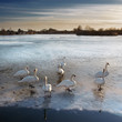 Swans