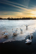 Swans