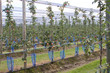 apfelbaum