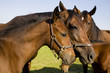 Horses