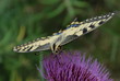 Papillon butinant une fleur