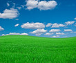 Meadow with a green young grass and the blue sky Meadow with a green young grass and the blue sky