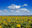 sunflower field sunflower field