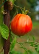 Photo: Sacktomate Sacktomate