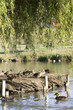 patos