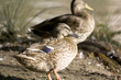 patos