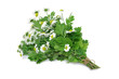 Feverfew (medicinal herb)