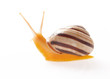 Snail isolated on white