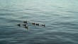 Ducks