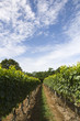 Vineyard Rows Vineyard Rows