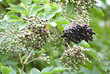 Ripe elderberries