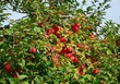 Photo: Apfelbaum Apfelbaum