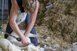 Young farmer shearing sheep for wool in barn