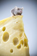 Rat
