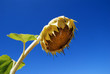 Girasole