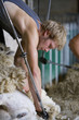 Young farmer shearing sheep for wool in barn