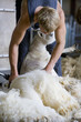 Young farmer shearing sheep for wool in barn