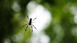 Video: Spider Hanging on Web Spider Hanging on Web
