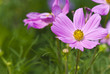 purple flower with green background